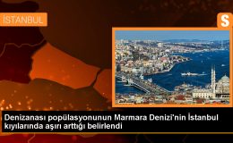 İstanbul Üniversitesi Su Bilimleri Fakültesi’nden Denizanası Araştırması