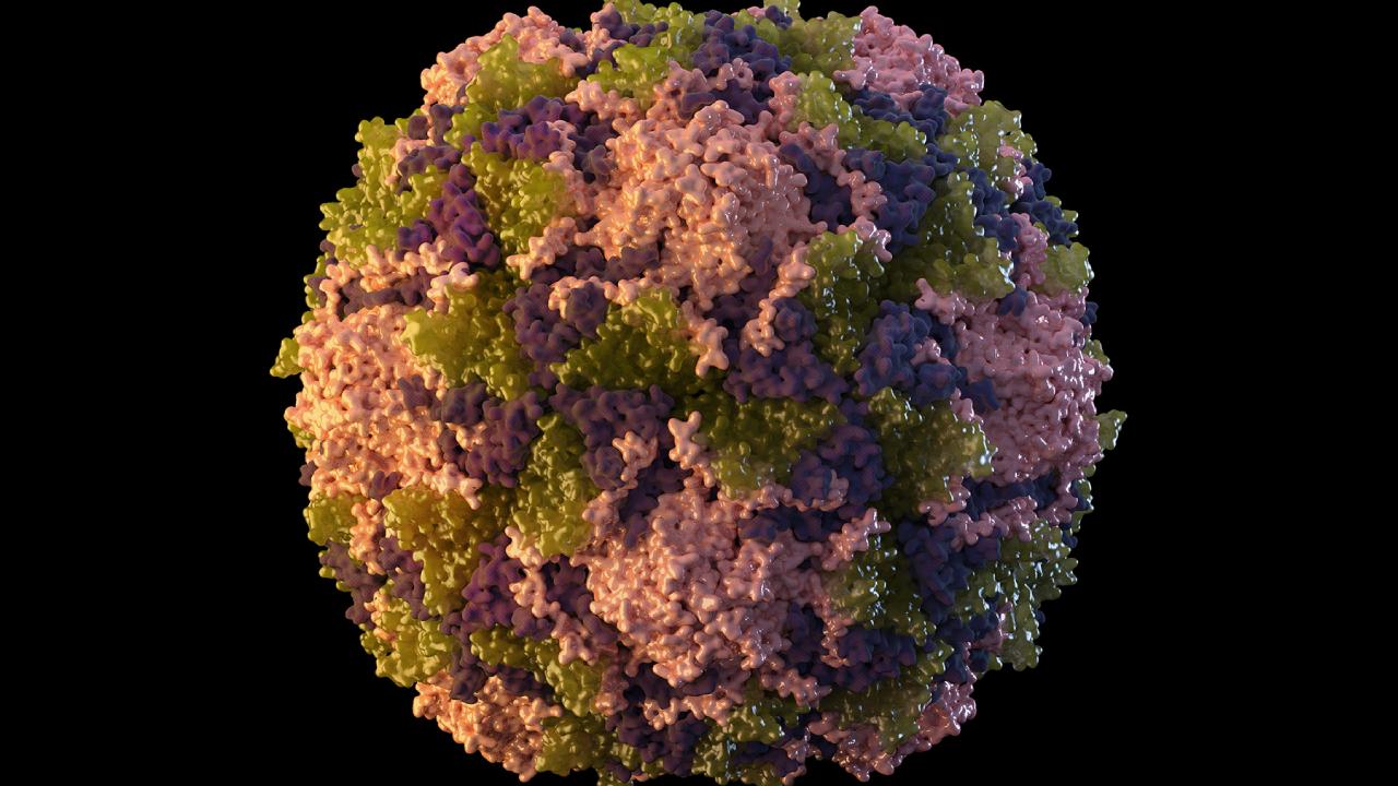 Bilim insanları Kuzey Amerika’da ilk henipavirüsü Keşfetti: Pandemiye dönüşebilir mi?