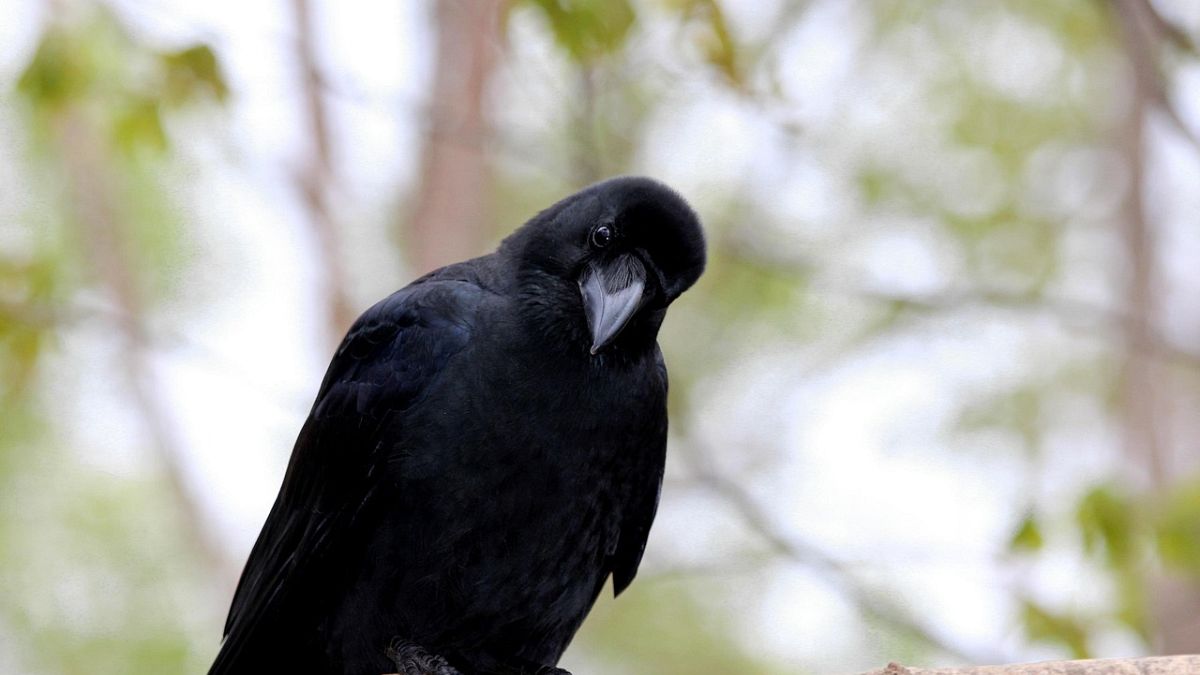 Kargaların geometri bildiği ortaya çıktı